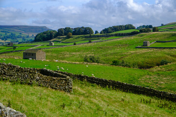 Early autumn sunshine on a landscape of barns and drystone walls in the countryside near Bainbridge in the Yorkshire Dales