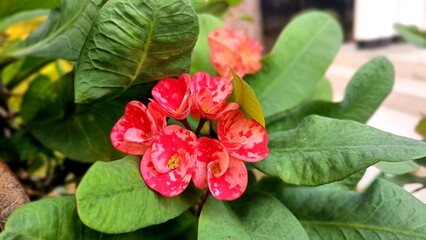 Red flower isolated, Euphorbia milii Is a species of flowering plant in the spurge family...