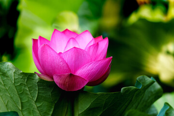 Obraz premium Chinese beauty: Pink lotus blooming in sunlight with green leaf