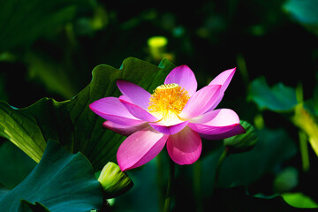 Chinese beauty: Pink lotus blooming in sunlight with green leaf