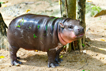 A female dwarf Pygmy hippo in Khao Kheow Open Zoo in Chonburi Thailand	