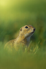 cute ground squirrel in the meadow