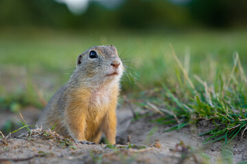 cute ground squirrel in the meadow