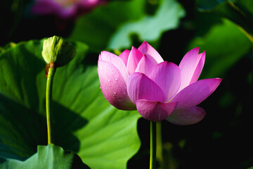Obraz premium Chinese beauty: Pink lotus blooming in sunlight with green leaf