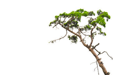 Pine tree isolated on transparent background.