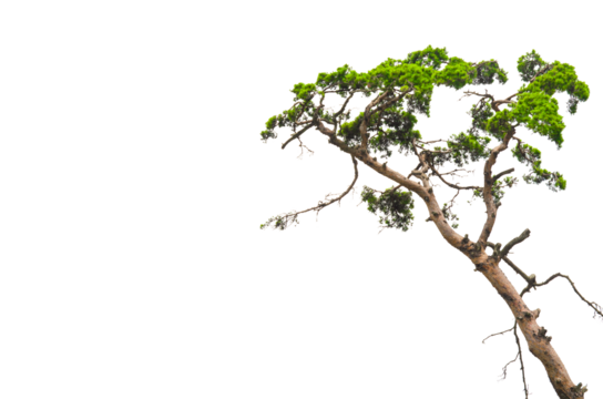 Pine tree isolated on transparent background.