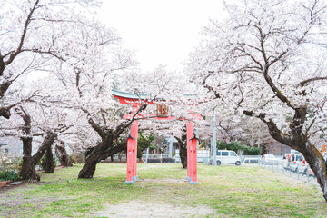 春の桜と鳥居