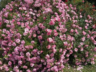 Rose bush beautiful blossom pink roses flowers. 