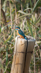 Martín pescador en un poste