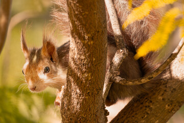retrato de Ardilla roja en un árbol