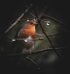 European robin perched on a branch with water droplets, set against a dark, blurred background.