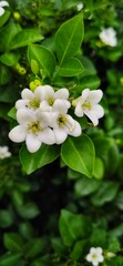 several sprigs of jasmine flowers that have bloomed and look beautiful