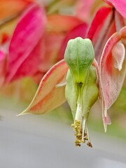 Tithymaloides flower in the garden