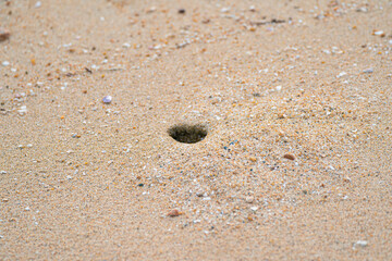 スナガニの巣穴 砂浜にできた穴