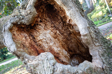Tronco vecchio albero