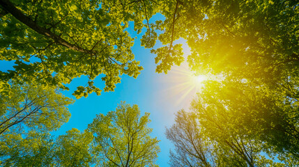 Sunlight streaming through trees in a vibrant spring forest, capturing the beauty of the season
