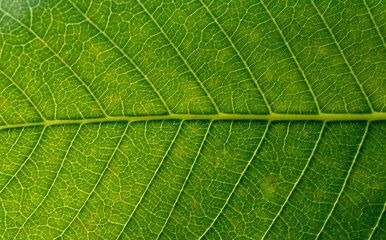 Extreme close up texture of green leaf veins
