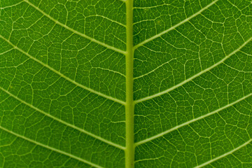 Extreme close up texture of green leaf veins