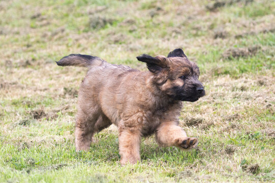 Catalan Sheepdog Pup