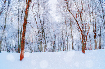 Winter picturesque forest landscape with frosted trees and falling snow. Wonderland forest with...