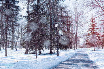 Winter park alley in the city with snowfall in sunny weather. Snowy winter park scene under light snowflakes