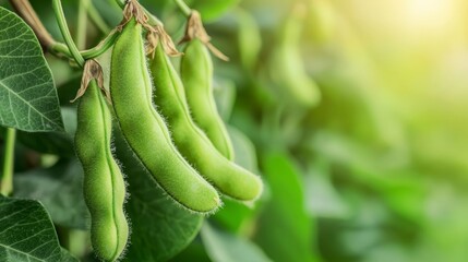 Plump Soybean Pods on Lush Green Plant. Nature bounty in vibrant detail