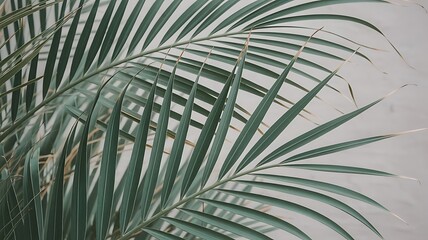 Tropical Palm Leaf Background