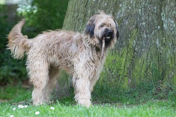 Catalaanse herder / Gos d'atura Catala Reu