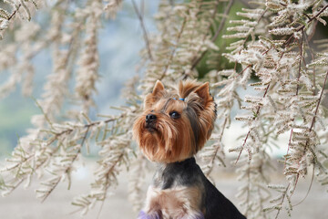 A Yorkshire Terrier sits under a tree near the beach, surrounded by branches. The small dog adds a...