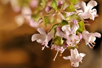Close-up of Creeping Thyme (Thymus serpyllum) flowers on stems