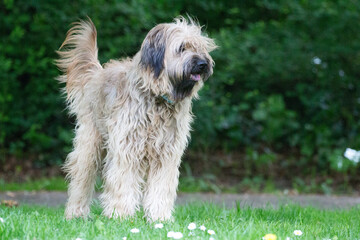 Catalaanse herder / Gos d'atura Catala Reu