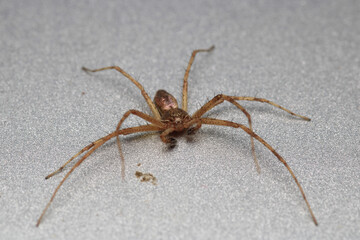 agelena labyrinthica spider macro photo	