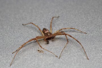 agelena labyrinthica spider macro photo	