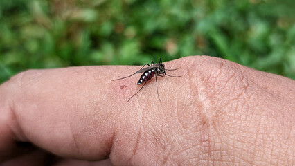 Close-up of Striped mosquito feeding on blood on human skin. Mosquitoes are carriers of dengue fever and malaria. Selective focus