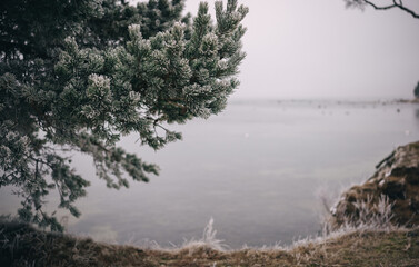 Frosted trees by the calm lake on a misty winter morning