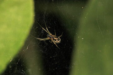 natural parasteatoda tepidariorum spider macro	