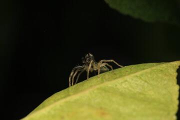 little jumping spider macro photo