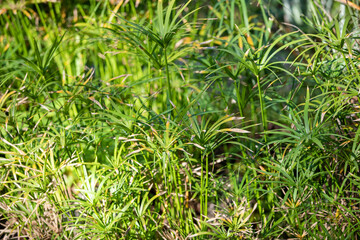 Obraz premium Piante rare