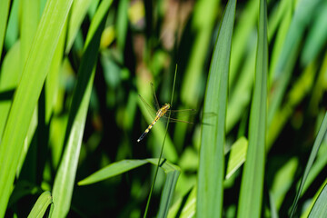 Dragonfly standing on the leaf by lakeside in sunlight