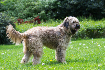 Catalaanse herder / Gos d'atura Catala Reu