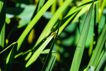 Dragonfly standing on the leaf by lakeside in sunlight