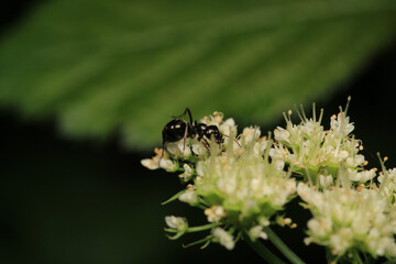 Black carpenter ant macro photo	