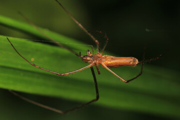 agelena labyrinthica spider macro photo	