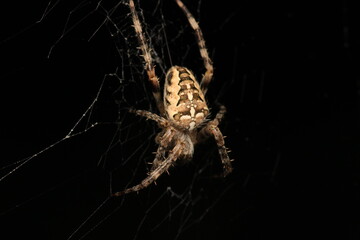 natural parasteatoda tepidariorum spider macro	