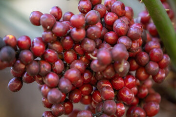 Bacche del caffè