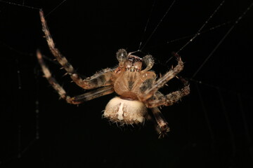 natural parasteatoda tepidariorum spider macro	