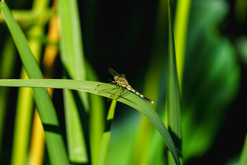 Dragonfly standing on the leaf by lakeside in sunlight