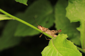 rufous grasshopper insect macro photo