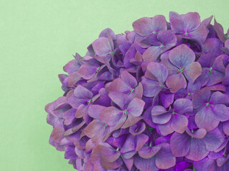 Close up of blue purple petals. Purple hudrangea flower on mint background. Blue hortensia flower in full bloom. Macro floral layout. Natural aesthetic background or layout. Purple aesthetic.