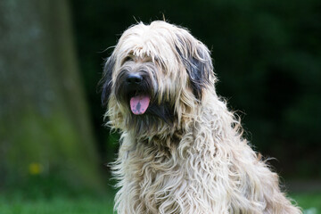 Catalaanse herder / Gos d'atura Catala Reu